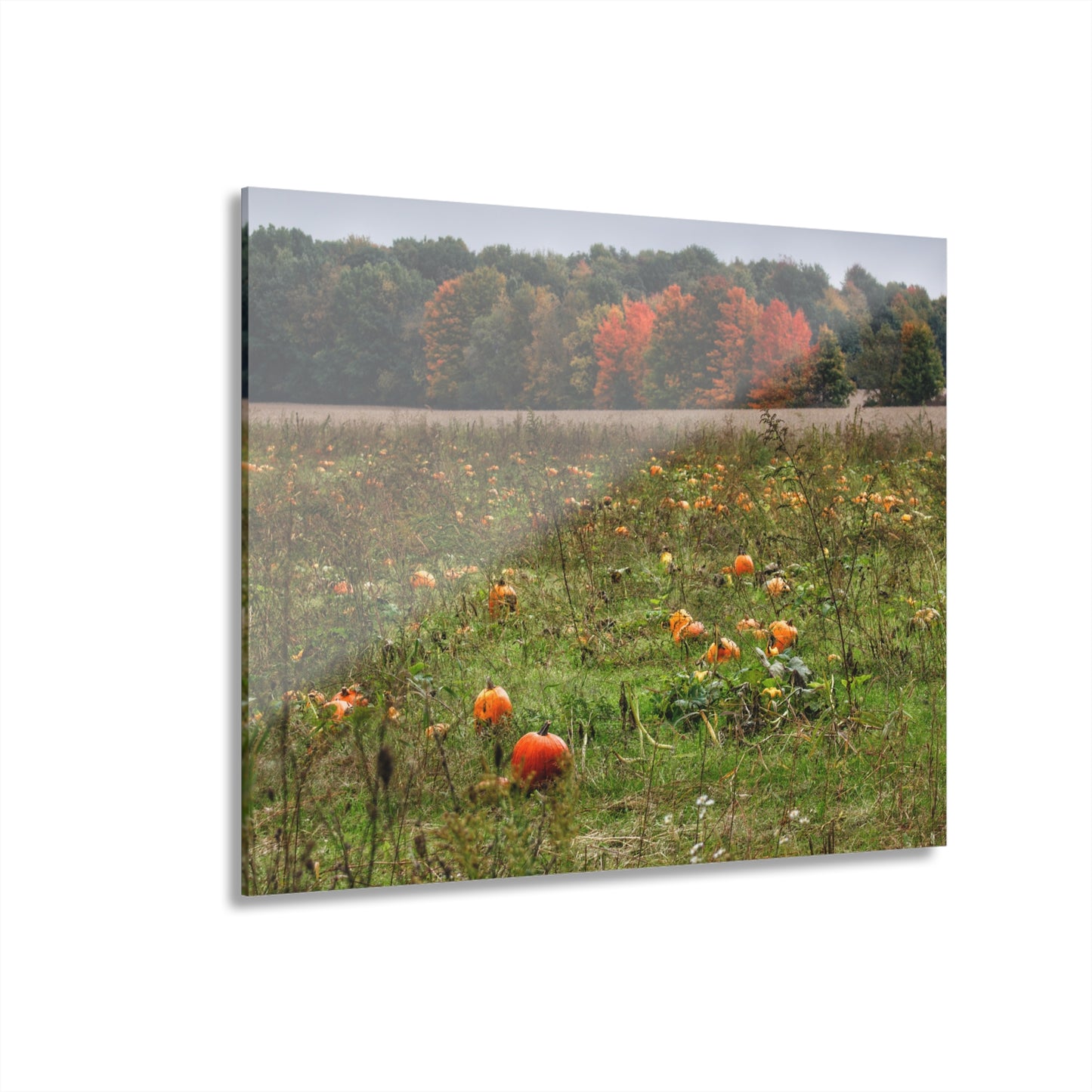 U R There Photography Once Upon a Time in a Pumpkin Patch Rustic Farmhouse Acrylic Wall Print
