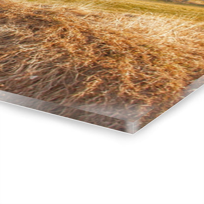 U R There Photography Irish Road Old Reds II Rustic Farmhouse Acrylic Wall Print