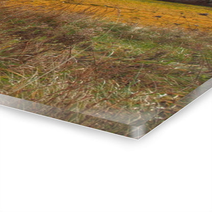 U R There Photography Fields of Golden Clover Rustic Farmhouse Acrylic Wall Print