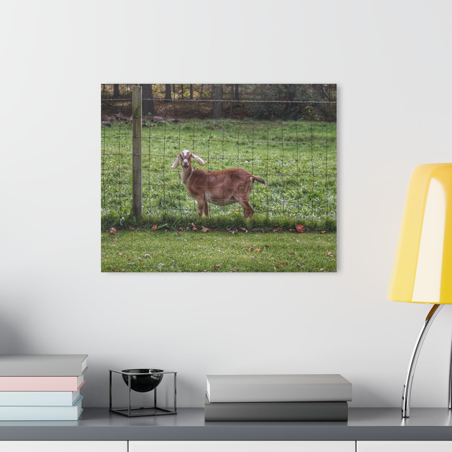 Barn Boutique Modern Farmhouse Acrylic Wall Print| Goats of Ortonville I