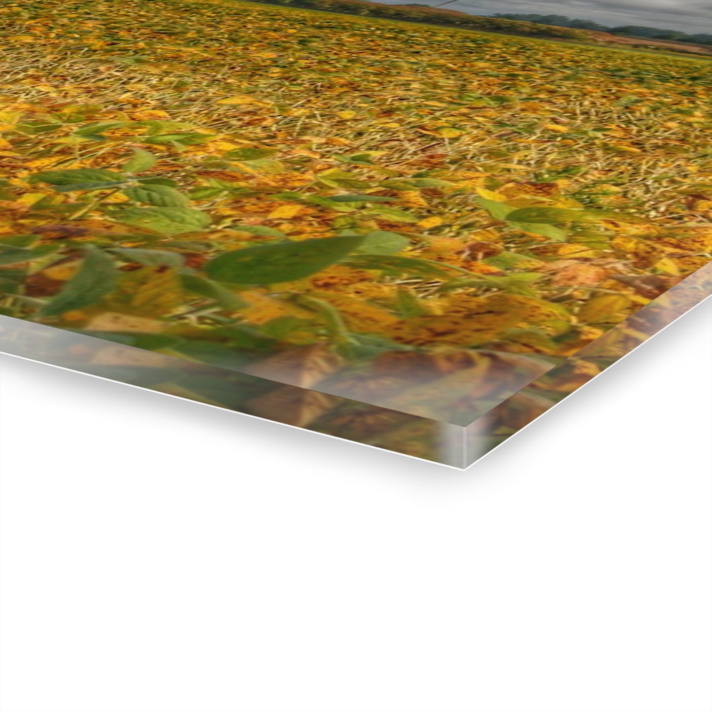 U R There Photography Golden Fields Farm Rustic Farmhouse Acrylic Wall Print