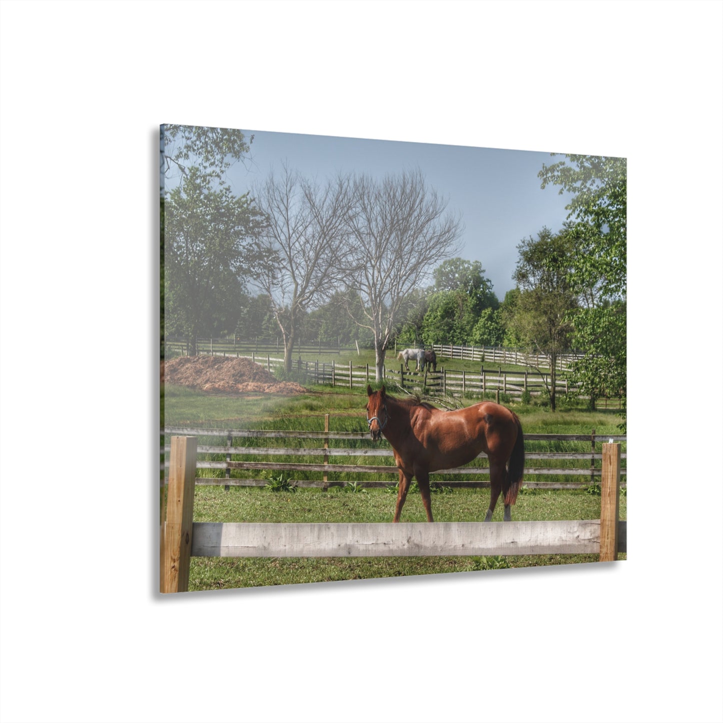 U R There Photography Summer Road Ponies Rustic Farmhouse Acrylic Wall Print