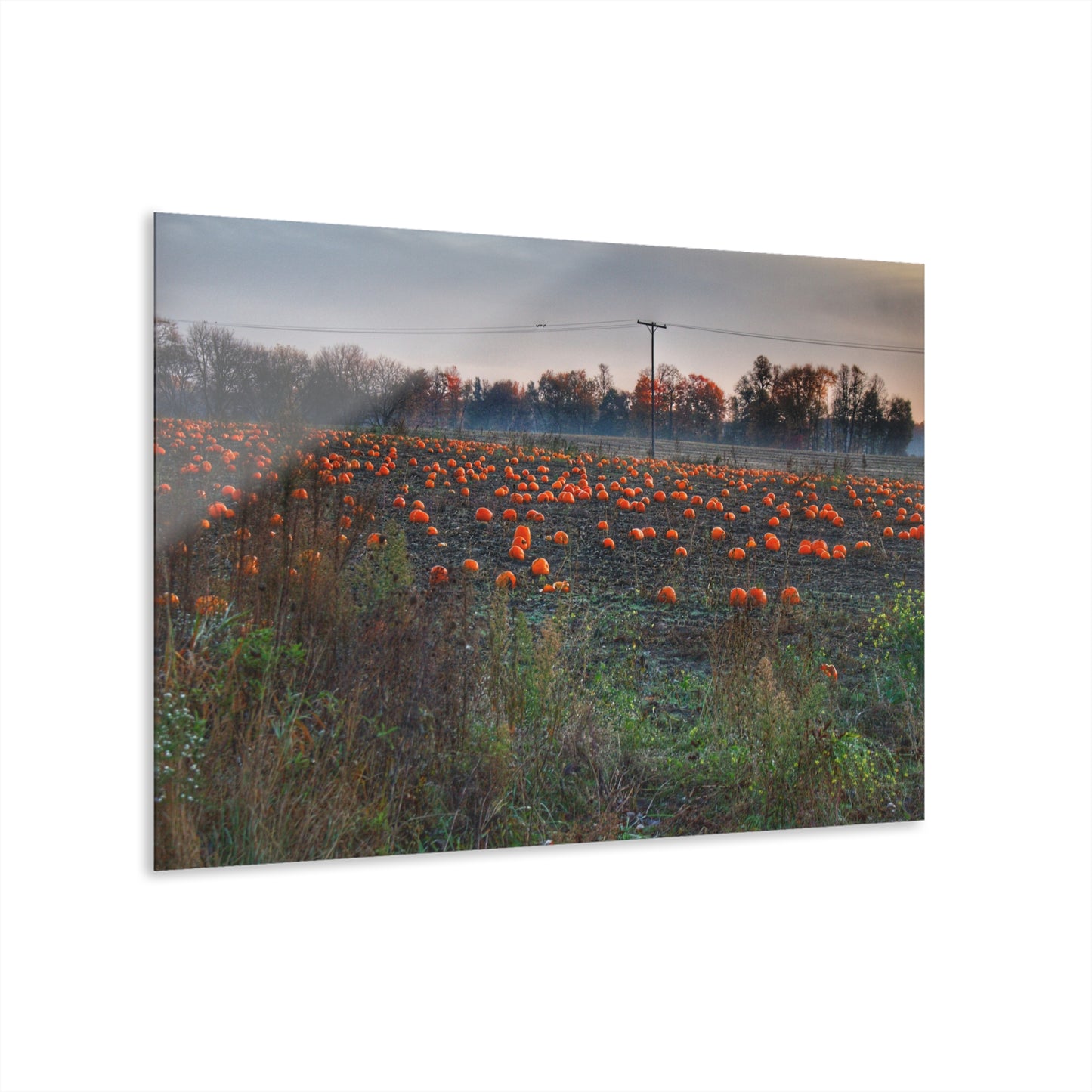 U R There Photography Five Lakes Pumpkins Rustic Farmhouse Acrylic Wall Print
