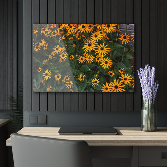 Barn Boutique Modern Farmhouse Acrylic Wall Print| Black-Eyed Susans