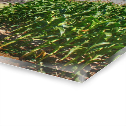 U R There Photography Frog Barn Rustic Farmhouse Acrylic Wall Print