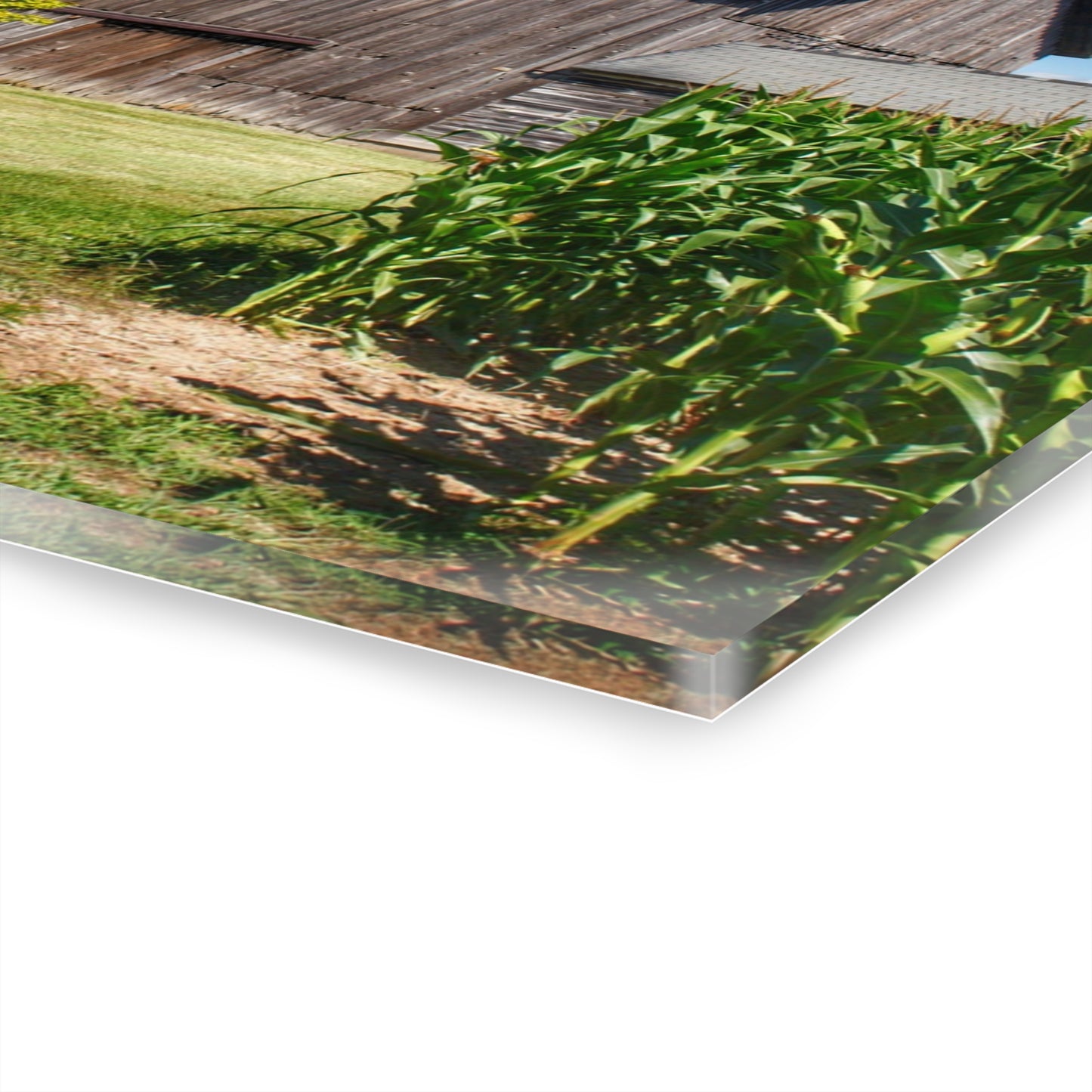 U R There Photography Frog Barn Rustic Farmhouse Acrylic Wall Print