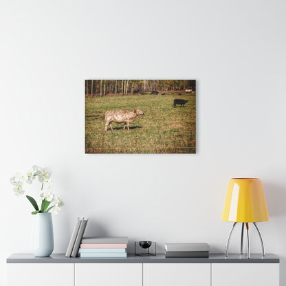 Barn Boutique Modern Farmhouse Acrylic Wall Print| Cass City Road Cows