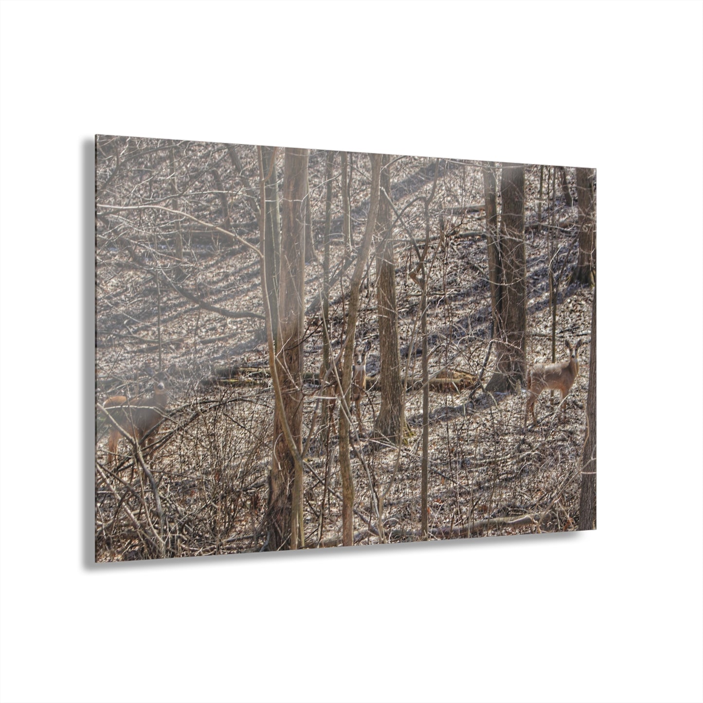 U R There Photography Three Does of Dryden Rustic Farmhouse Acrylic Wall Print