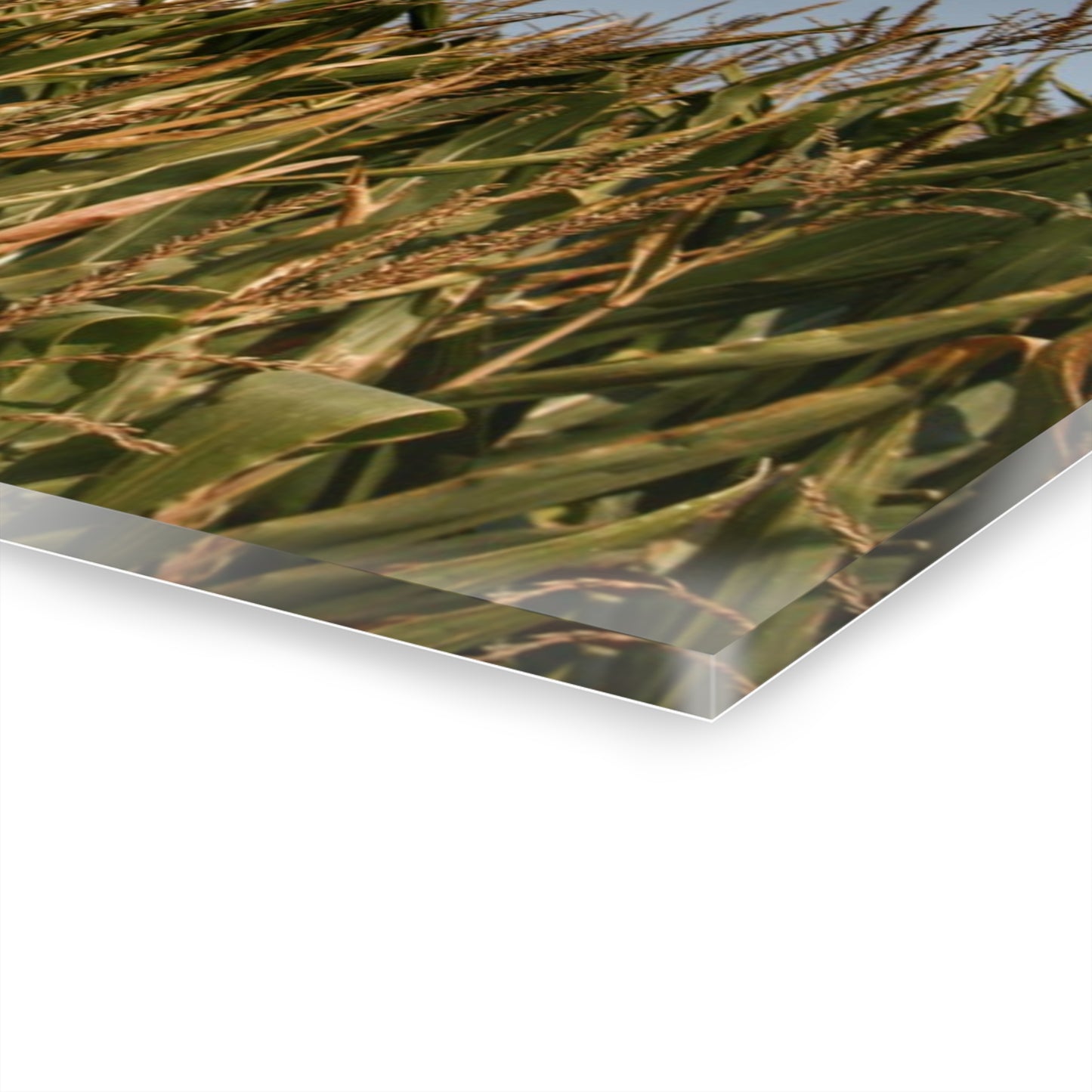 Beyond the Corn Rustic Farmhouse Acrylic Wall Print