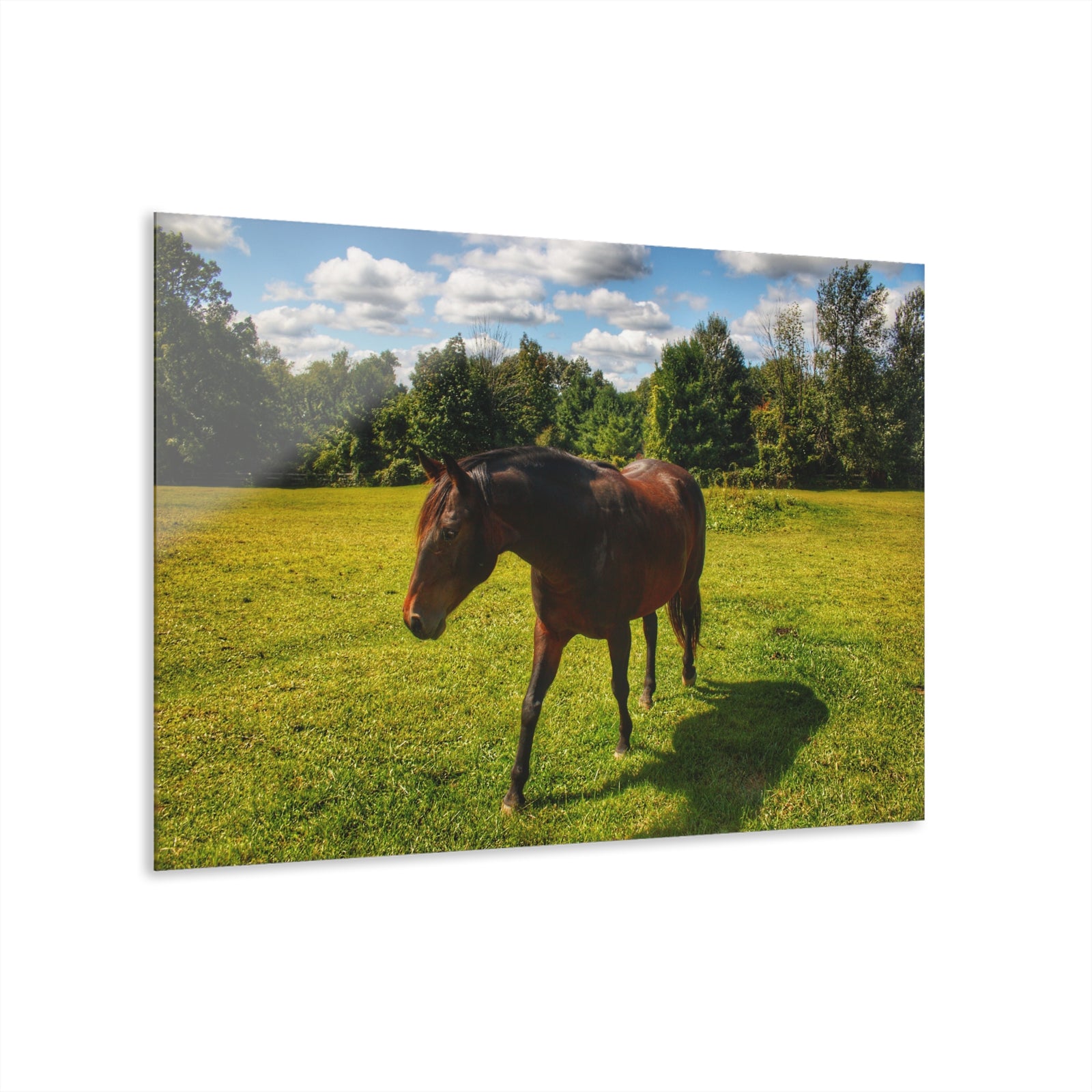 Brown Beauty II Rustic Farmhouse Acrylic Wall Print