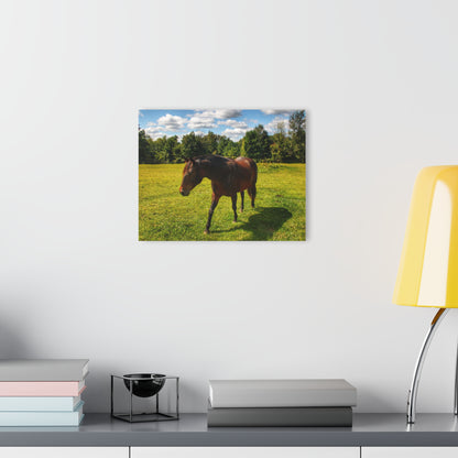 U R There Photography Brown Beauty II Rustic Farmhouse Acrylic Wall Print