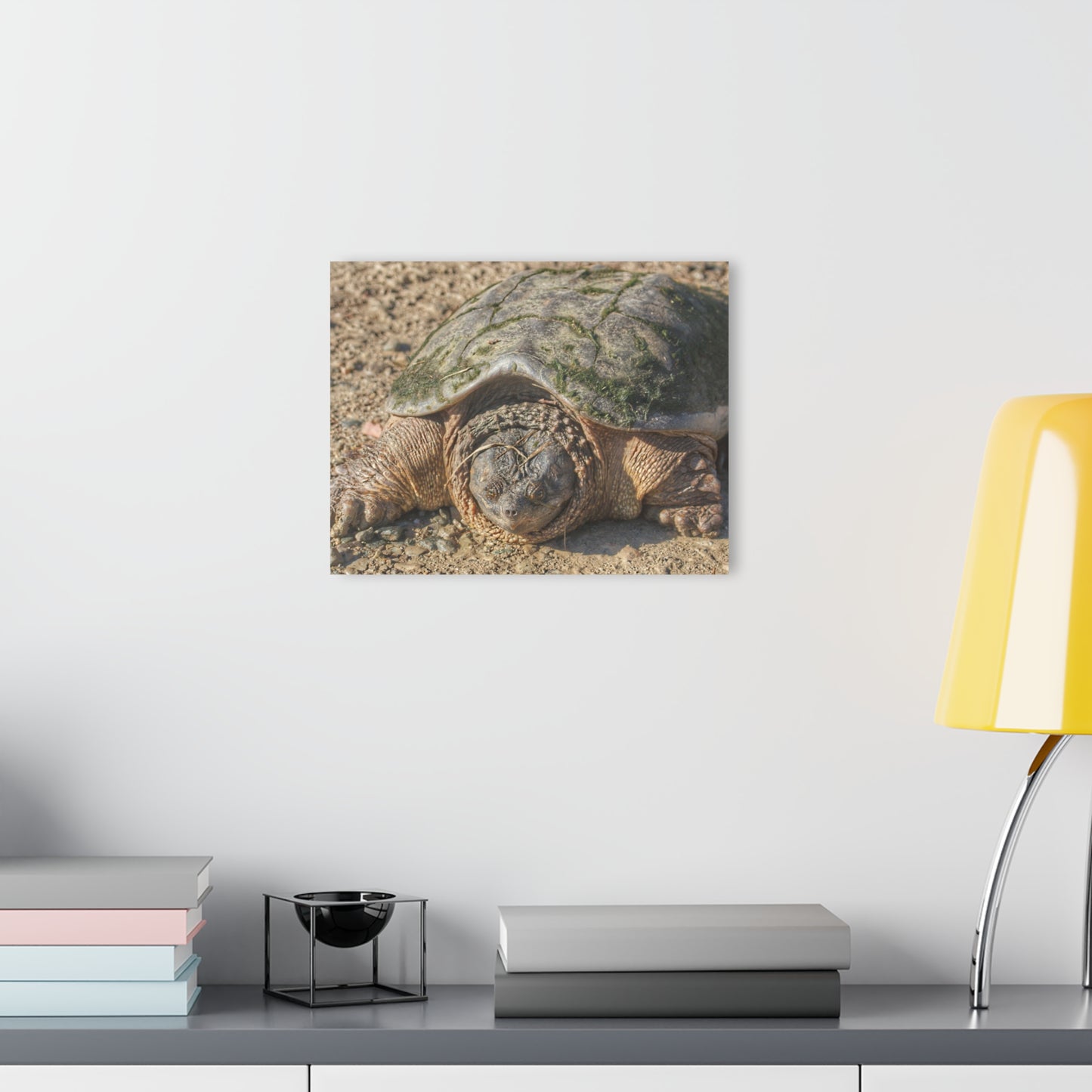 U R There Photography Fargo Road Turtle Rustic Farmhouse Acrylic Wall Print