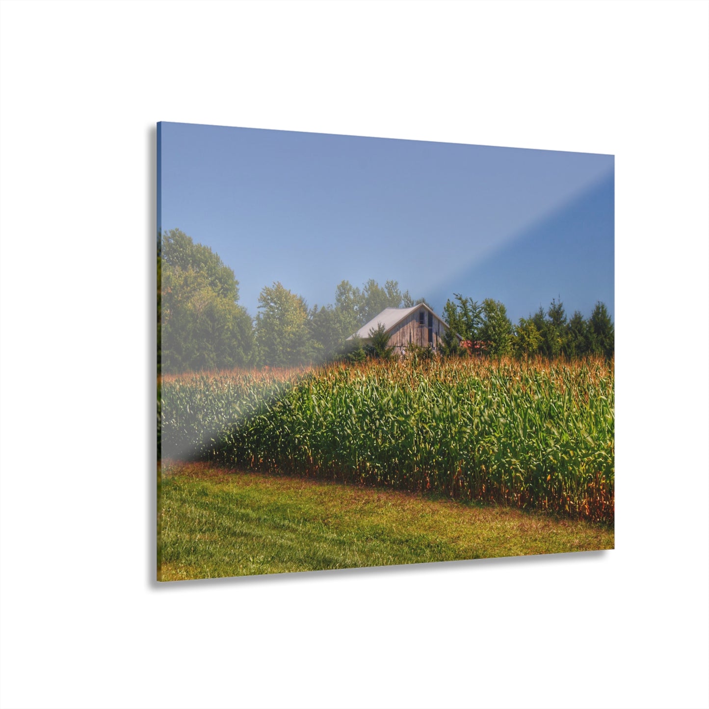 U R There Photography Beyond the Corn on Birch Road Run Rustic Farmhouse Acrylic Wall Print 14 "x 11