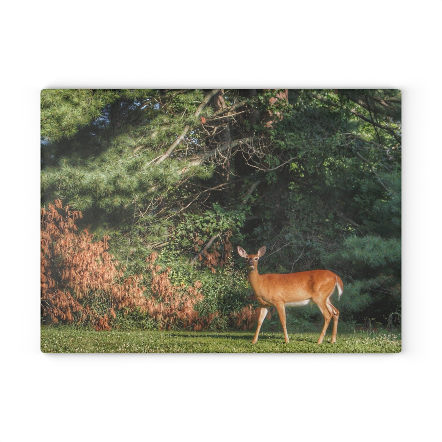 U R There Photography Mitchell Road Doe Rustic Farmhouse Tempered-Glass Cutting Board