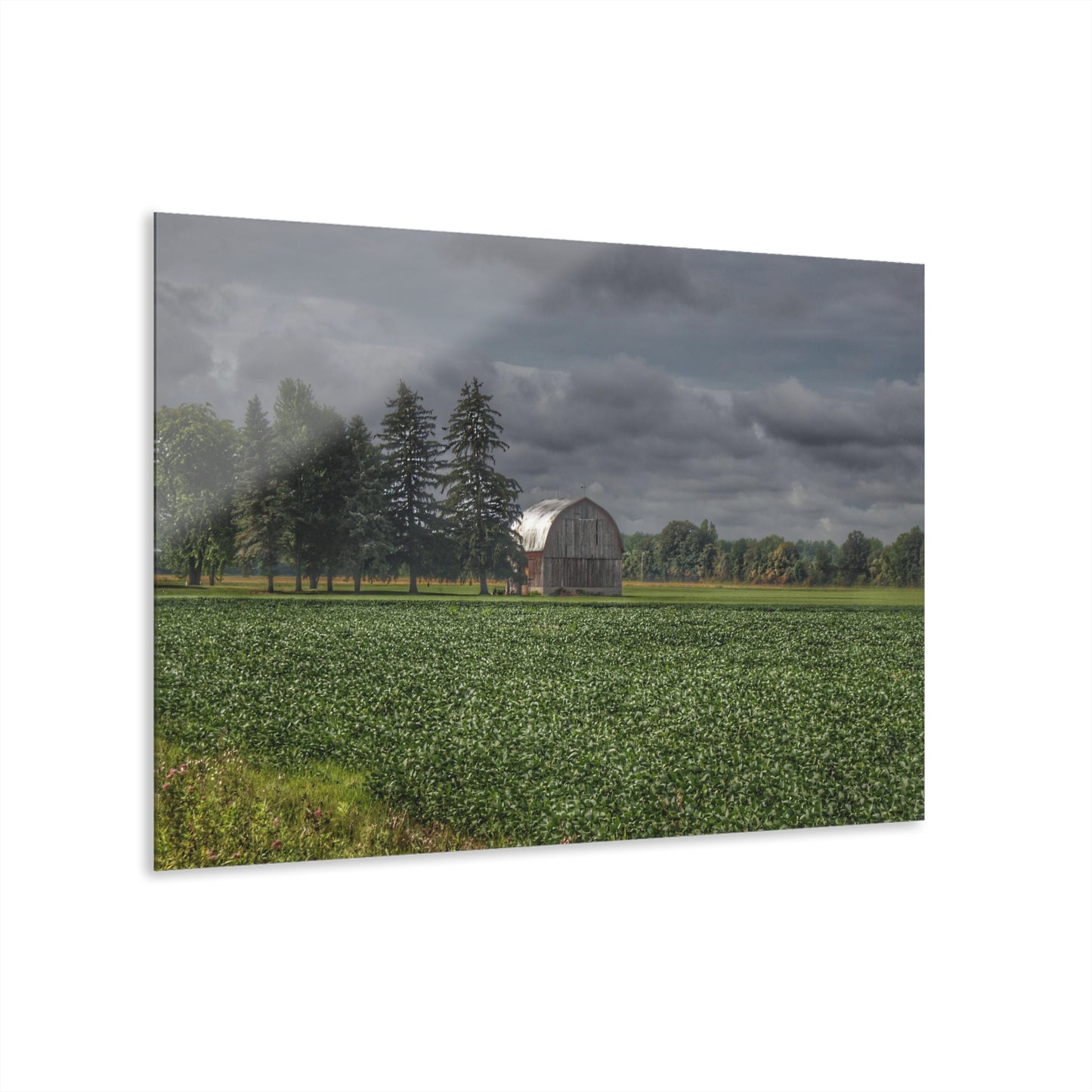 U R There Photography Belsay Grey Among the Pines Rustic Farmhouse Acrylic Wall Print