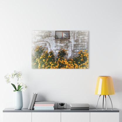 U R There Photography Golden Blooms on McDowell Rustic Farmhouse Acrylic Wall Print