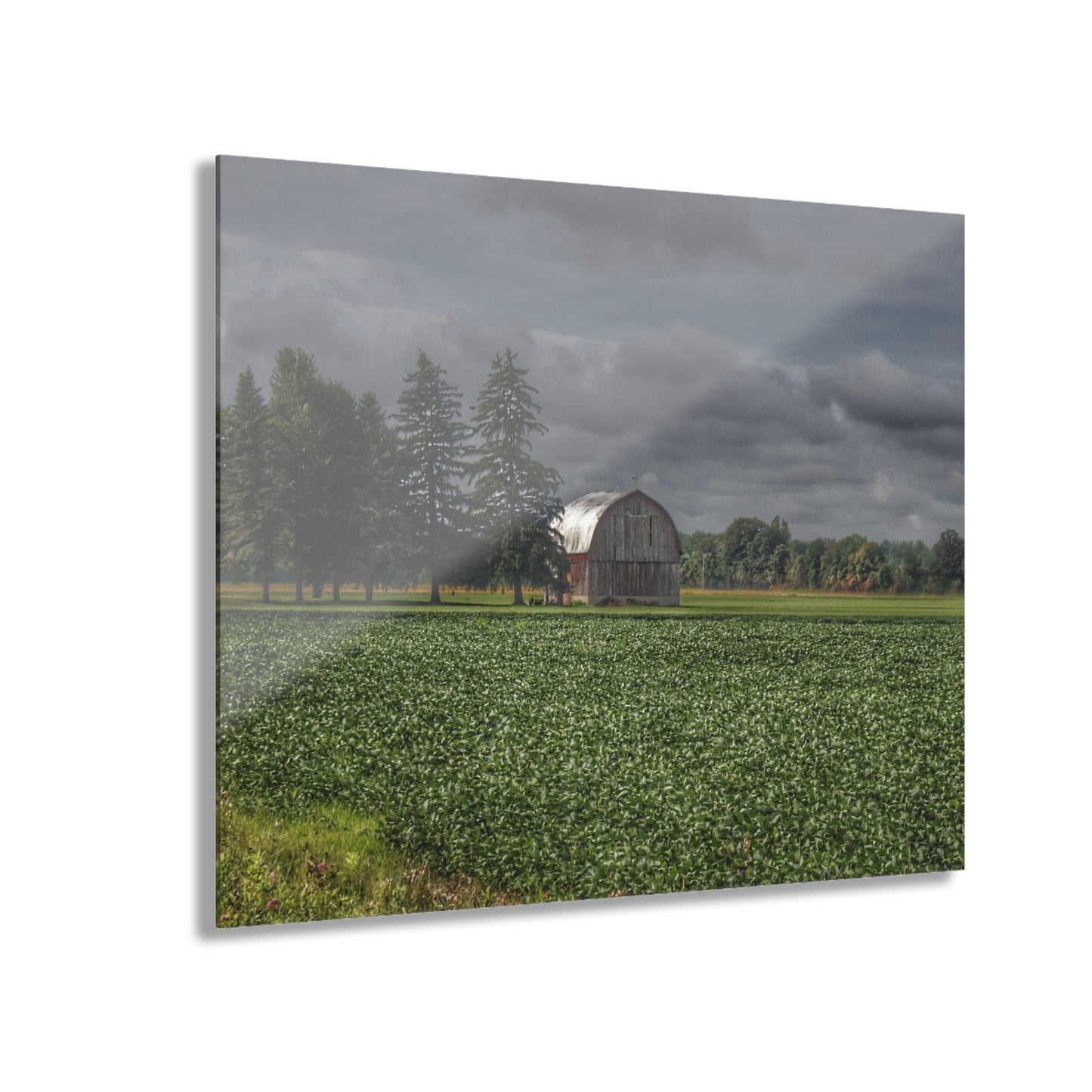 U R There Photography Belsay Grey Among the Pines Rustic Farmhouse Acrylic Wall Print