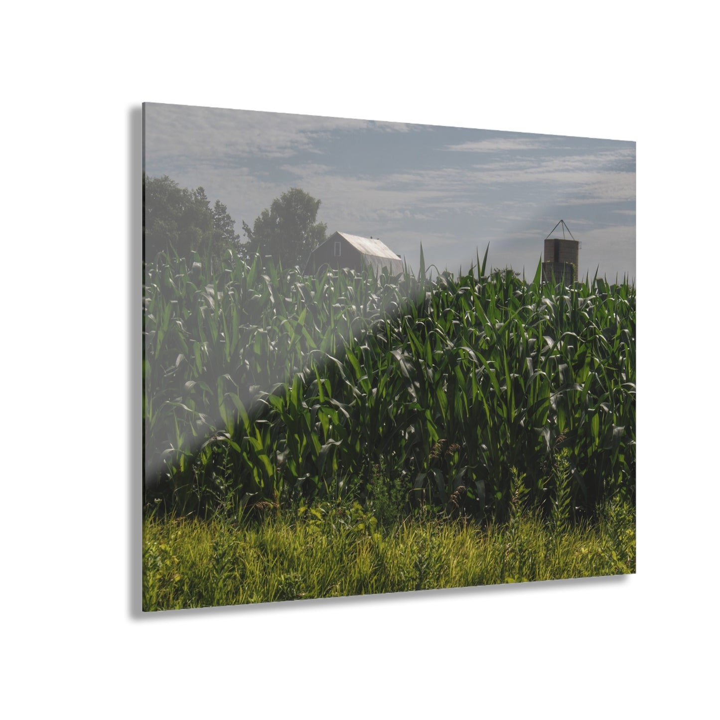 Barn Boutique Modern Farmhouse Acrylic Wall Print| Above the Corn on Piersonville Road I