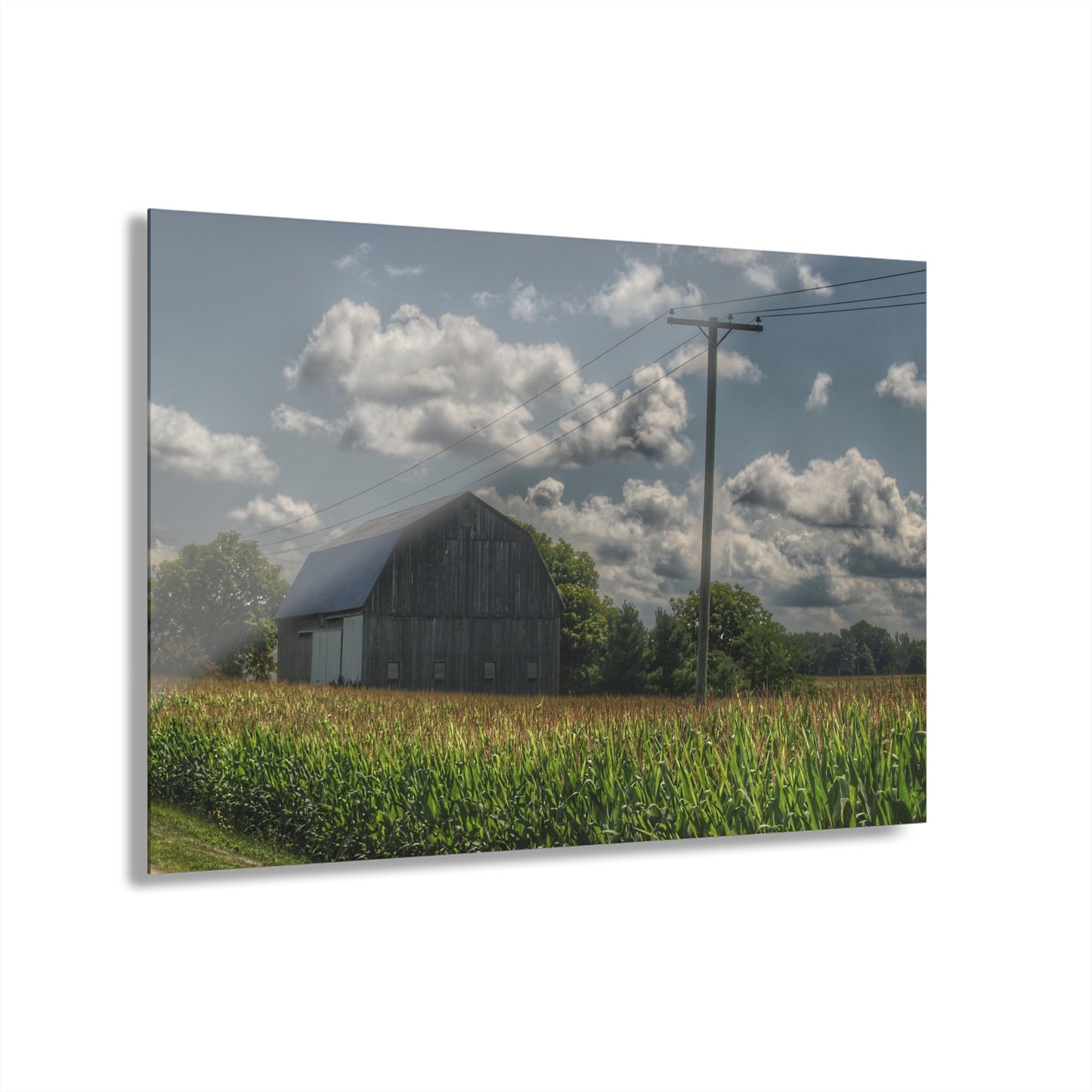 U R There Photography Grey Barn in a Cornfield Rustic Farmhouse Acrylic Wall Print