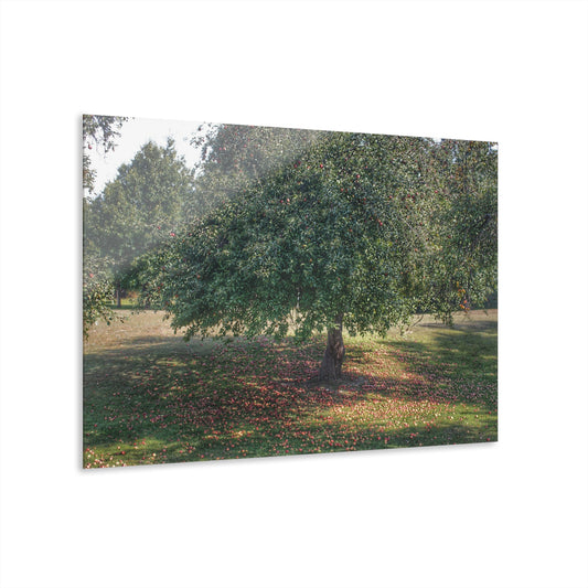 U R There Photography Frankenmuth Apple Tree Rustic Farmhouse Acrylic Wall Print