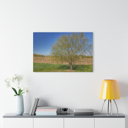 Barn Boutique Modern Farmhouse Acrylic Wall Print| Spring Farm Willow Tree