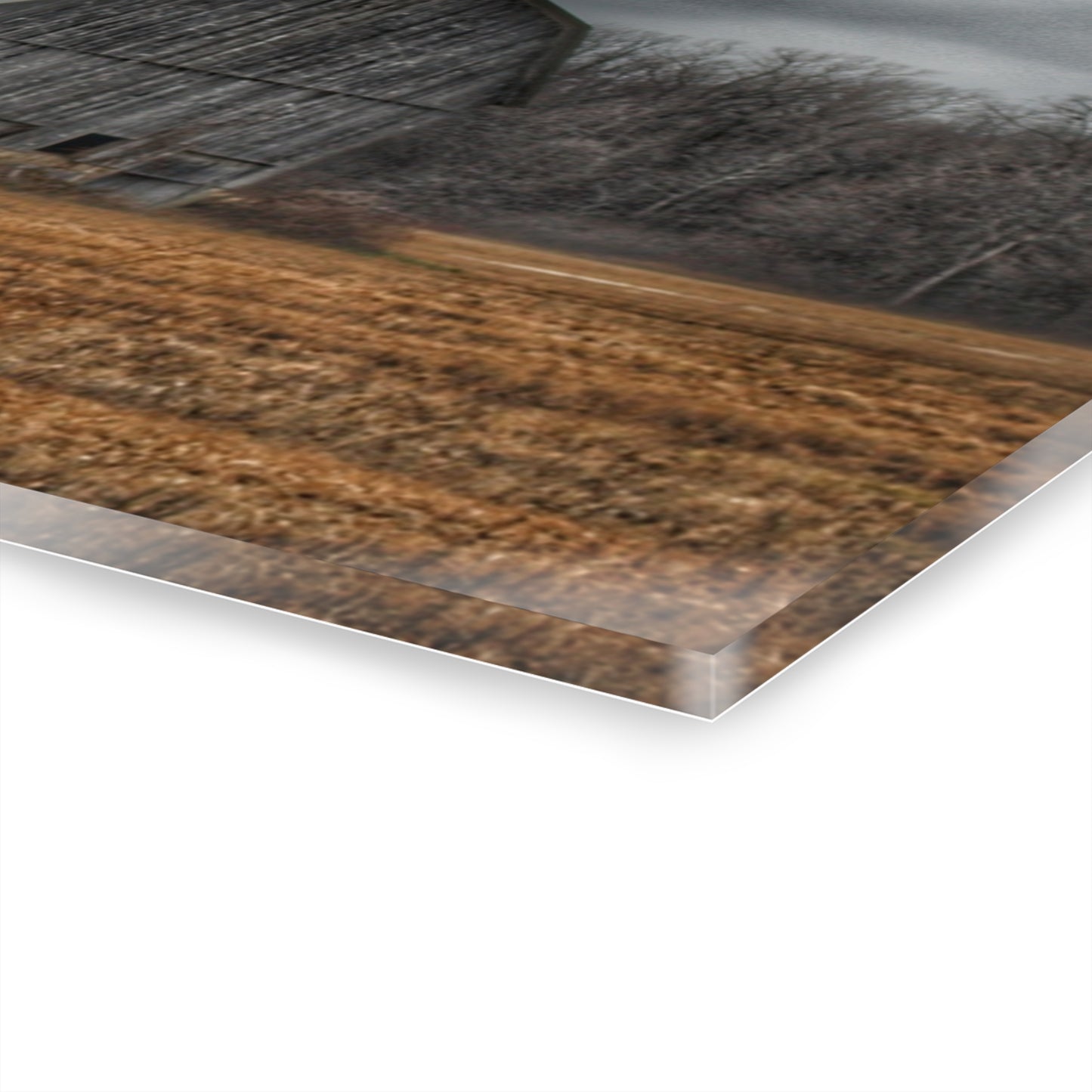 U R There Photography Grey Barn and Tree Rustic Farmhouse Acrylic Wall Print