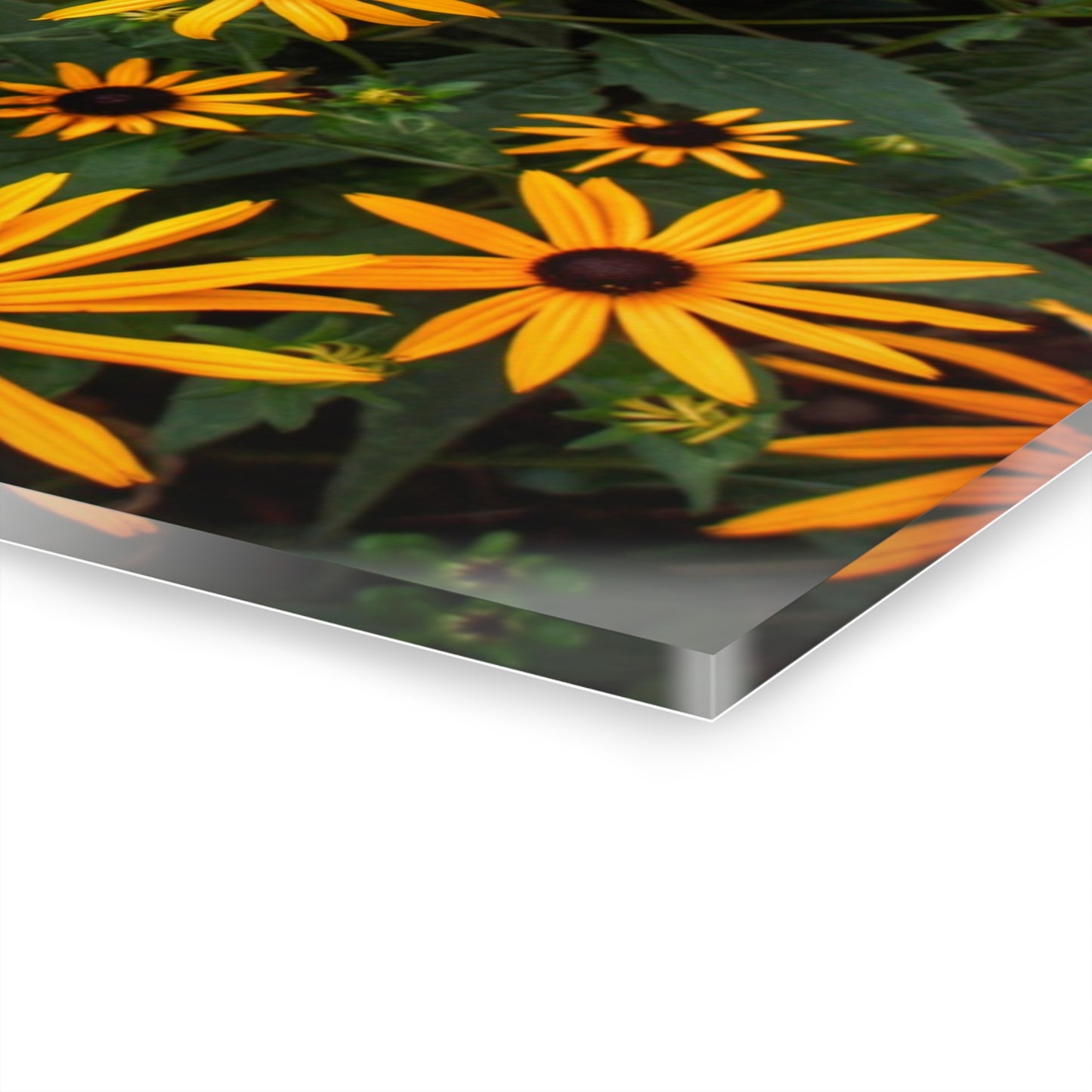 U R There Photography Black-Eyed Susan Rustic Farmhouse Acrylic Wall Print