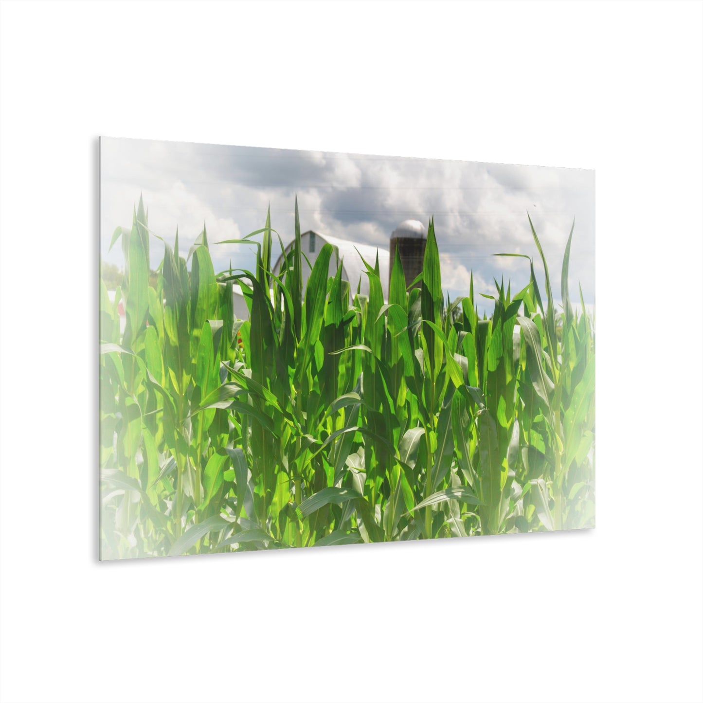 U R There Photography Beyond the Corn in Millington Rustic Farmhouse Acrylic Wall Print