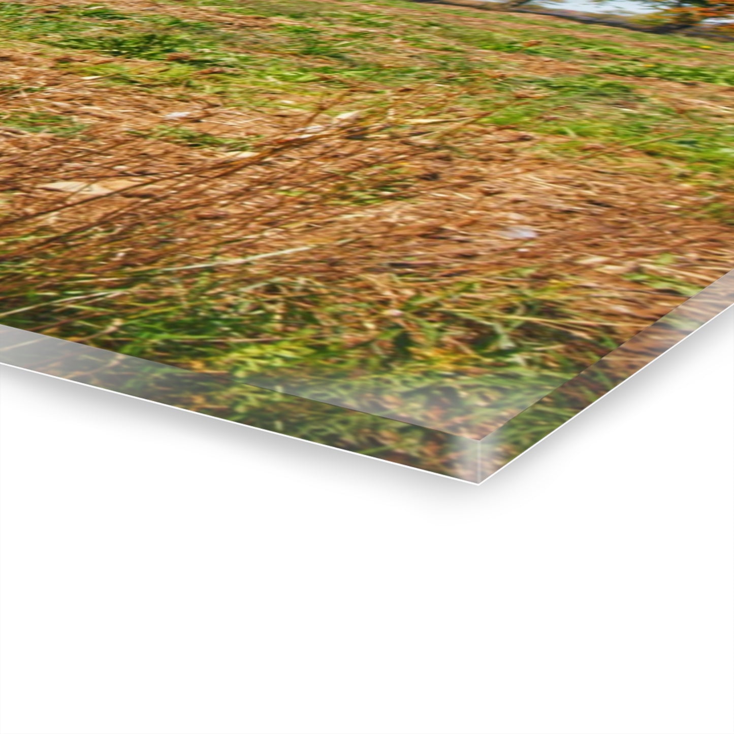 U R There Photography Freiberger Road Greys Rustic Farmhouse Acrylic Wall Print