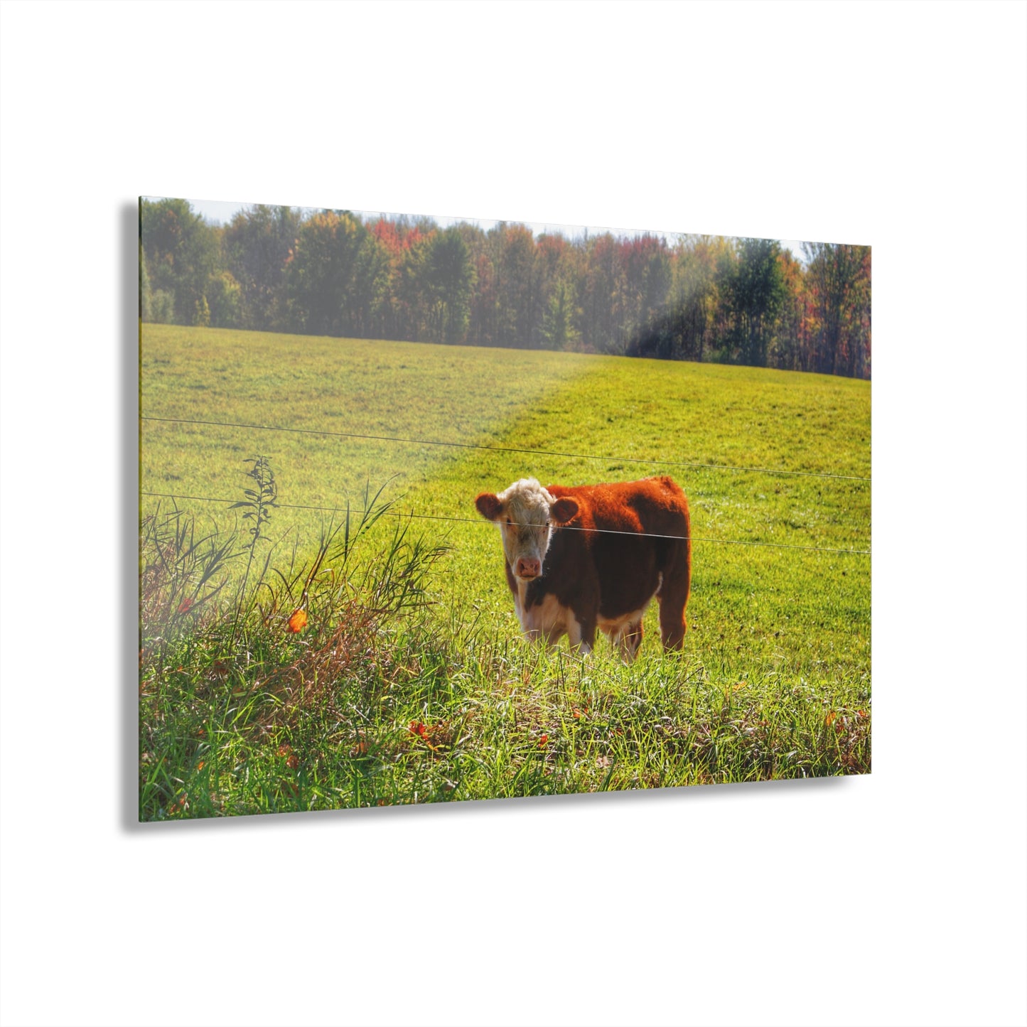 Barn Boutique Modern Farmhouse Acrylic Wall Print| Curry Road Cow