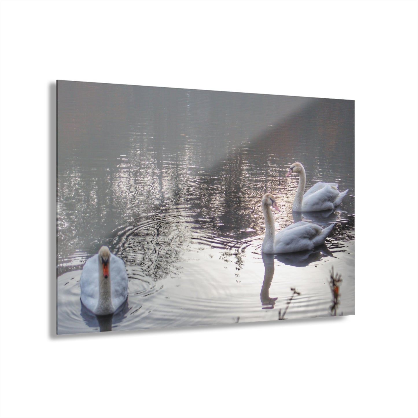 U R There Photography Swans of Duck Lake II Rustic Farmhouse Acrylic Wall Print