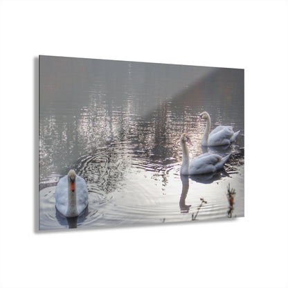 U R There Photography Swans of Duck Lake II Rustic Farmhouse Acrylic Wall Print