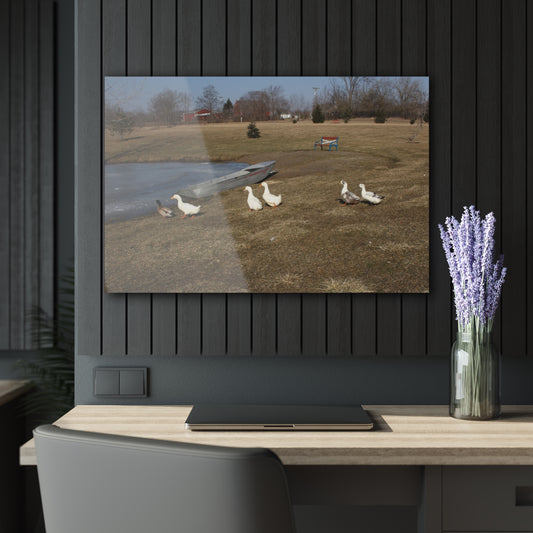 Barn Boutique Modern Farmhouse Acrylic Wall Print| Ducks of Wheeling Road II