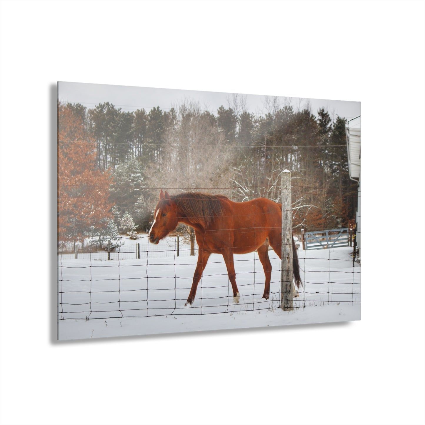 U R There Photography Roadside Chestnut Rustic Farmhouse Acrylic Wall Print
