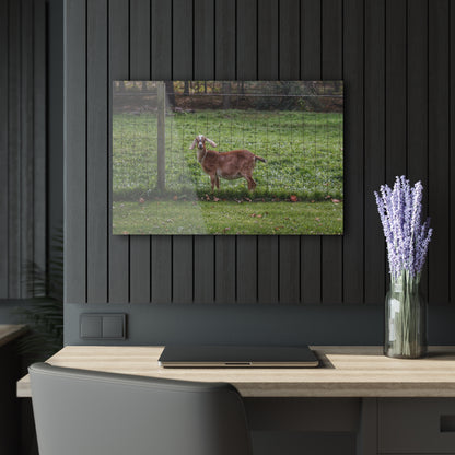 Barn Boutique Modern Farmhouse Acrylic Wall Print| Goats of Ortonville I