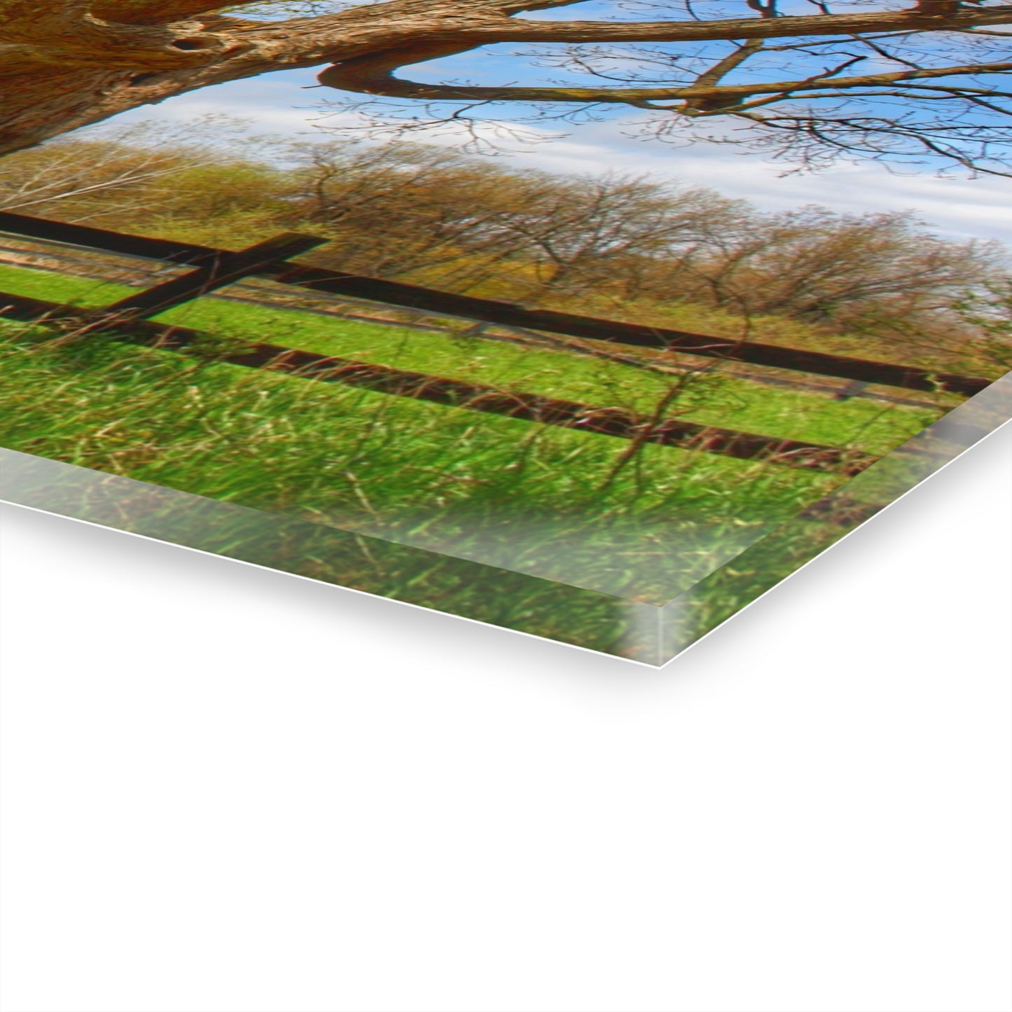 U R There Photography Delano Oak and Little Red Rustic Farmhouse Acrylic Wall Print