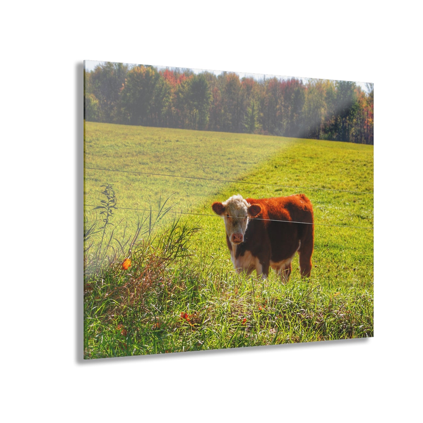 Barn Boutique Modern Farmhouse Acrylic Wall Print| Curry Road Cow