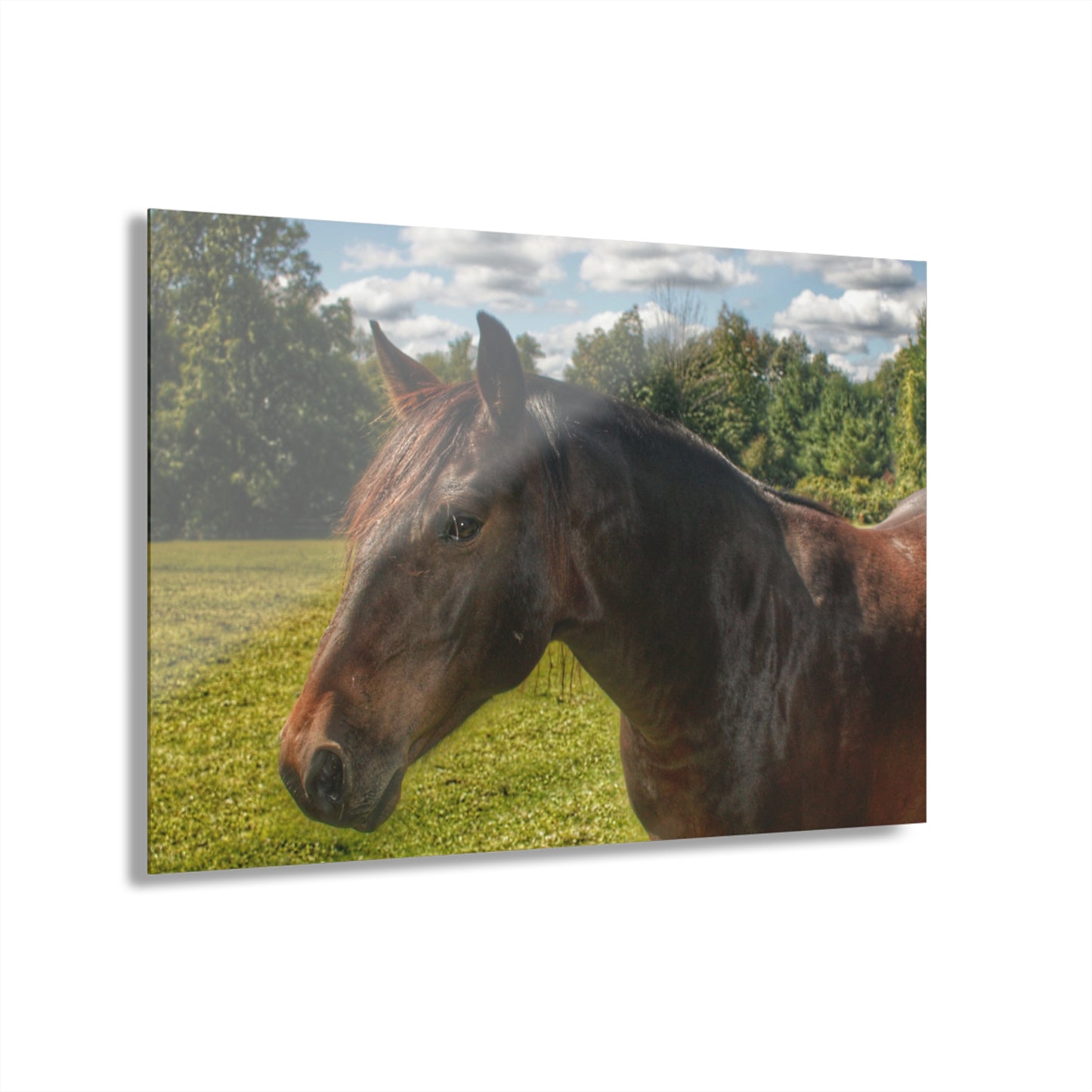 U R There Photography Brown Beauty I Rustic Farmhouse Acrylic Wall Print
