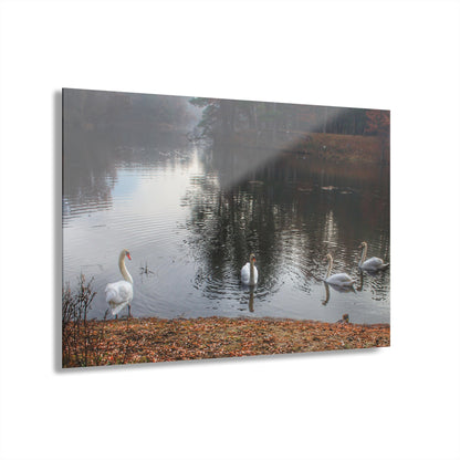 U R There Photography Swans of Duck Lake I Rustic Farmhouse Acrylic Wall Print