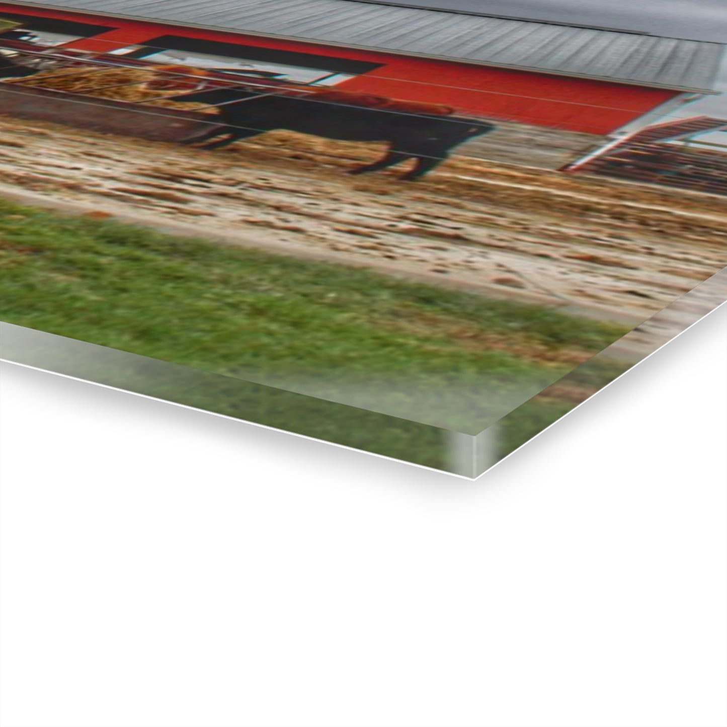 U R There Photography Daley Road Cow Barn Rustic Farmhouse Acrylic Wall Print