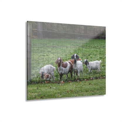 Barn Boutique Modern Farmhouse Acrylic Wall Print| Goats of Ortonville II