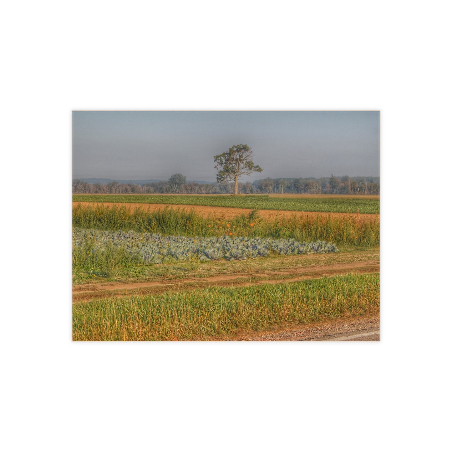 U R There Photography Cabbage and Pumpkin Patch Rustic Farmhouse Decorative Ceramic Tile