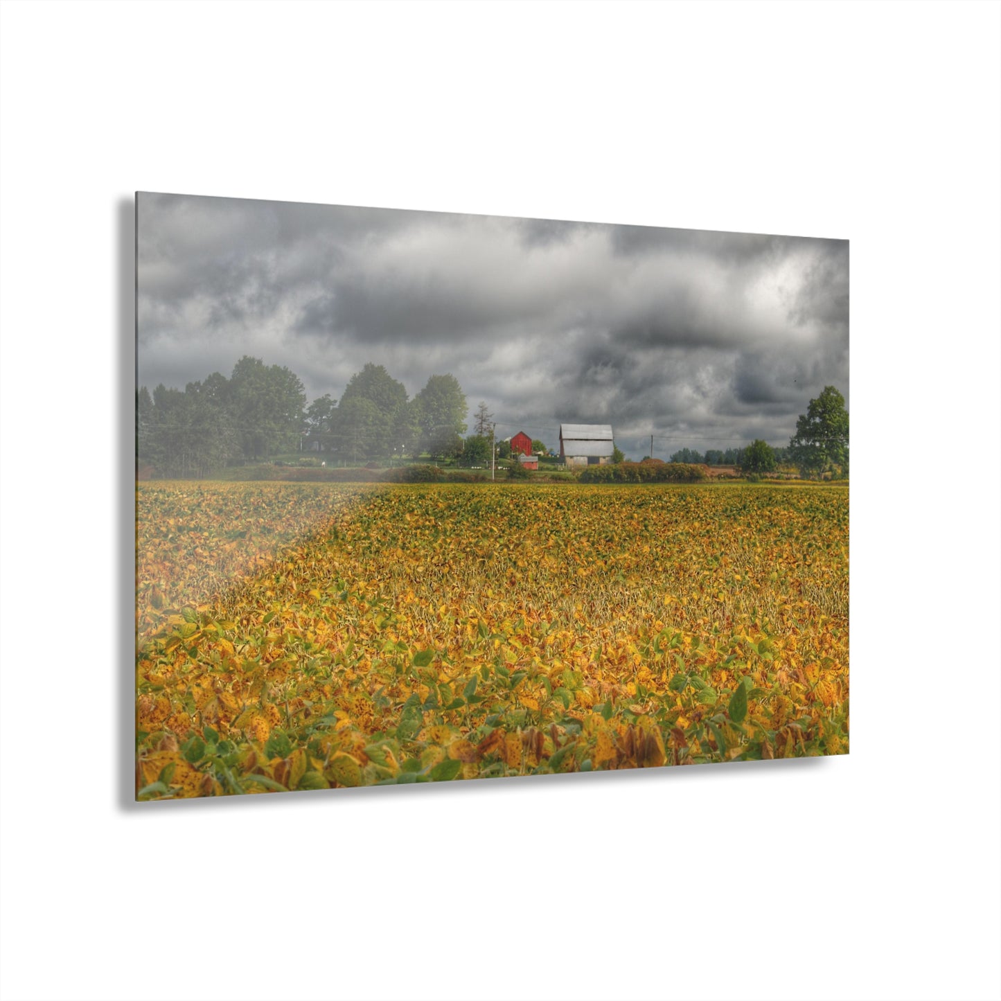 U R There Photography Golden Fields Farm Rustic Farmhouse Acrylic Wall Print