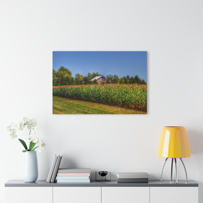 U R There Photography Beyond the Corn on Birch Road Run Rustic Farmhouse Acrylic Wall Print 14 "x 11