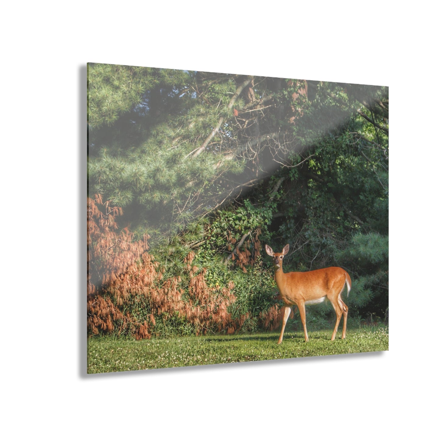 U R There Photography Mitchell Road Doe Rustic Farmhouse Acrylic Wall Print