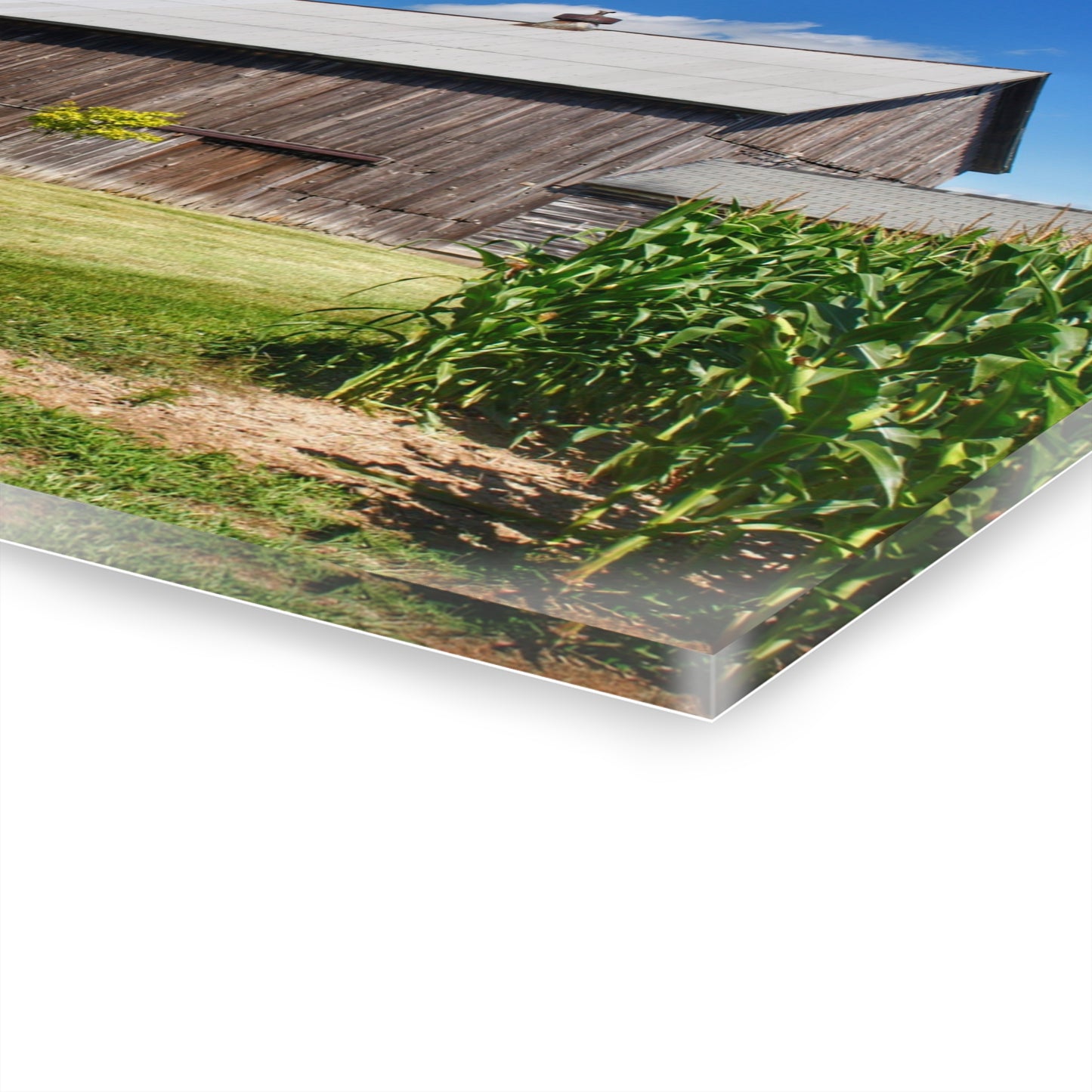 U R There Photography Frog Barn Rustic Farmhouse Acrylic Wall Print