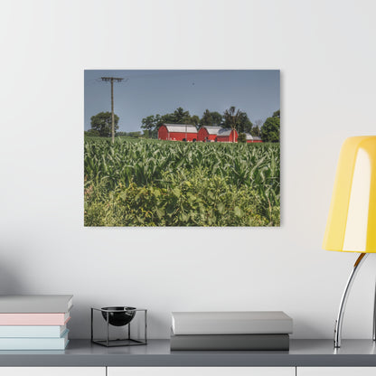 U R There Photography Shoemaker Road Reds Beyond the Corn Rustic Farmhouse Acrylic Wall Print
