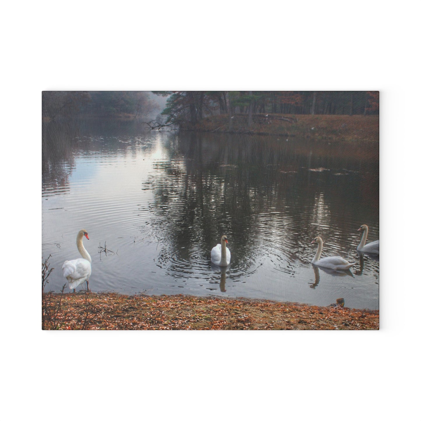 U R There Photography Swans of Duck Lake I Rustic Farmhouse Tempered-Glass Cutting Board