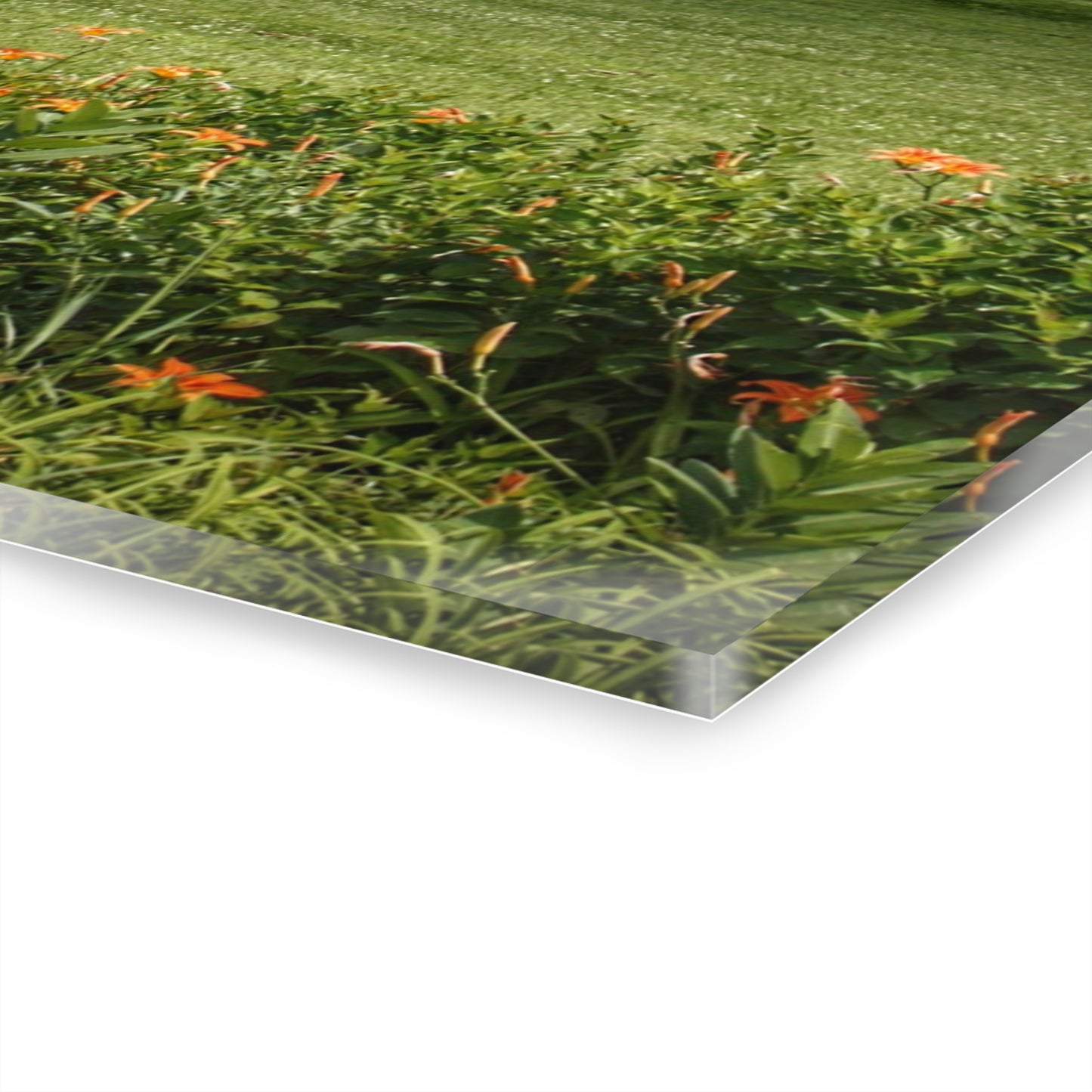 U R There Photography Millington Road Lilly Grey Rustic Farmhouse Acrylic Wall Print