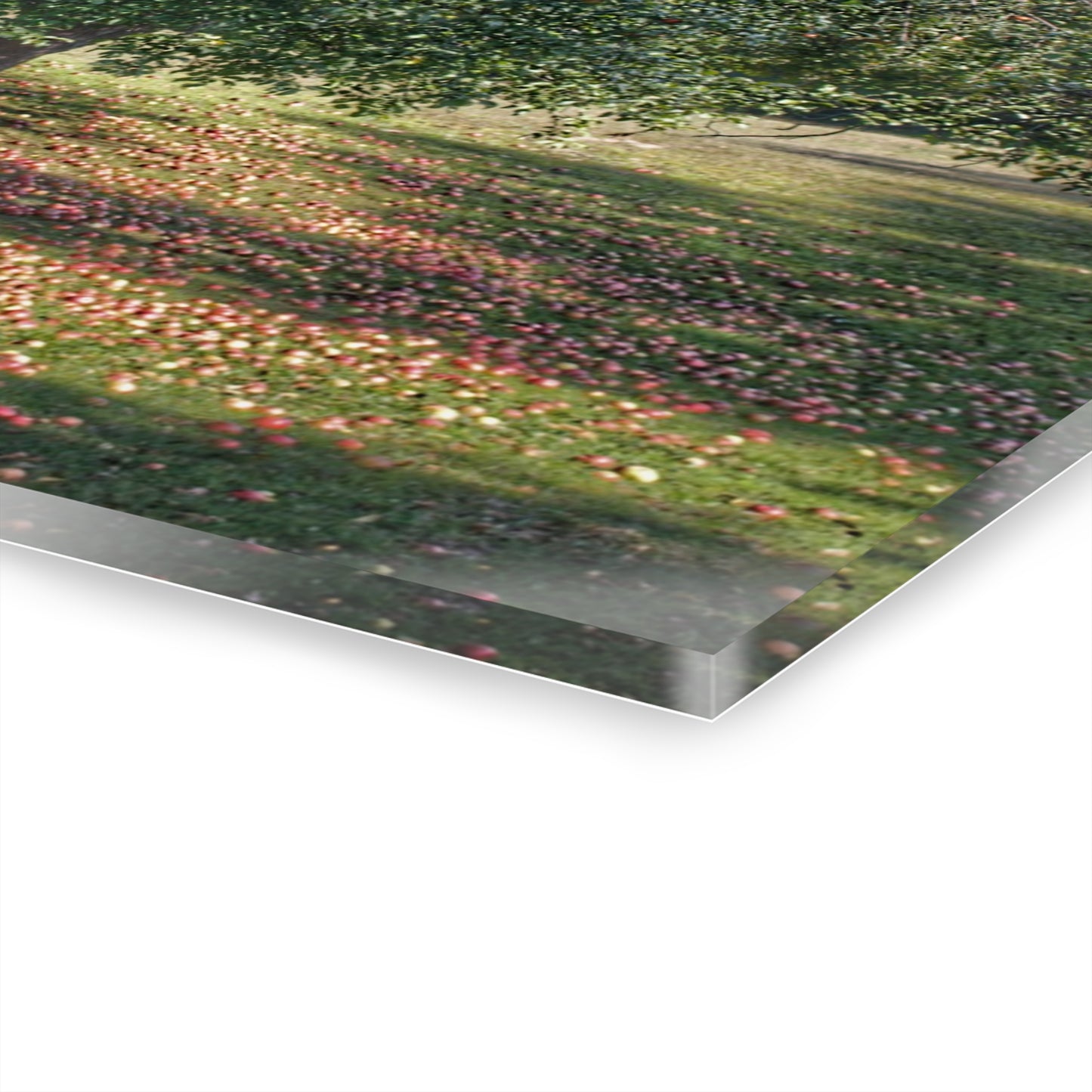 U R There Photography Frankenmuth Apple Tree Rustic Farmhouse Acrylic Wall Print